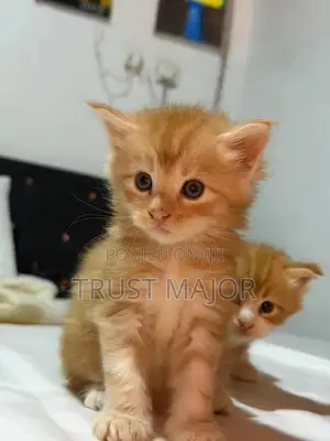 1-3 months Male Purebred Maine Coon