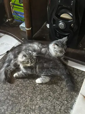 1-3 months Female Purebred Persian