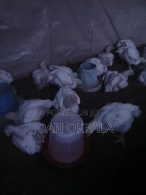 2kg Broiler Birds for Sale
