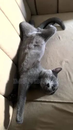 3-6 months Male Mixed Breed Russian Blue