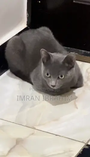 3-6 months Male Mixed Breed Russian Blue
