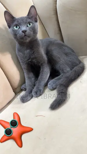 3-6 months Male Mixed Breed Russian Blue