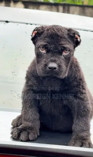 1-3 months Female Purebred Cane Corso