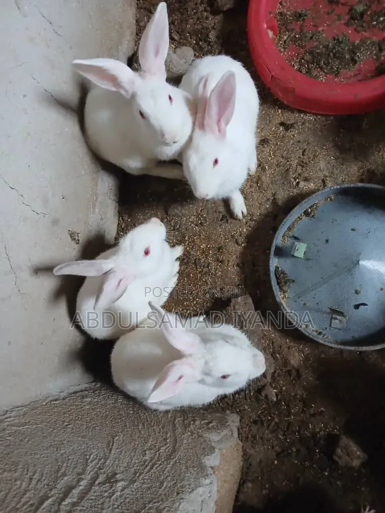 Rabbits Available