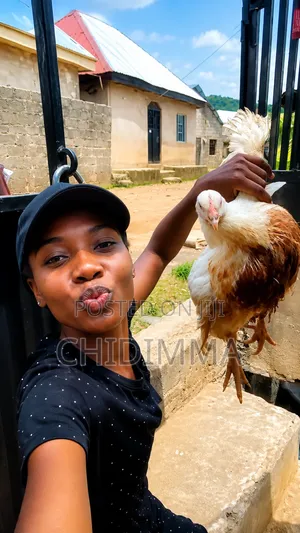 Healthy Chicken Big and Matured