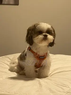 1-3 months Male Purebred Lhasa Apso
