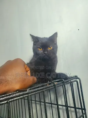 1-3 months Male Purebred British Shorthair