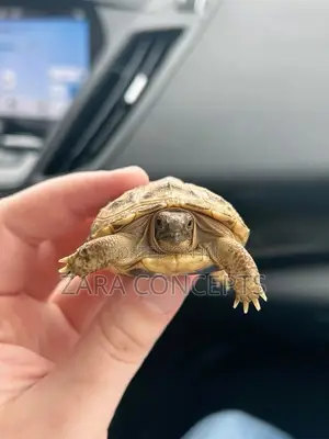 Baby Turtle