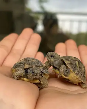 Baby Turtle