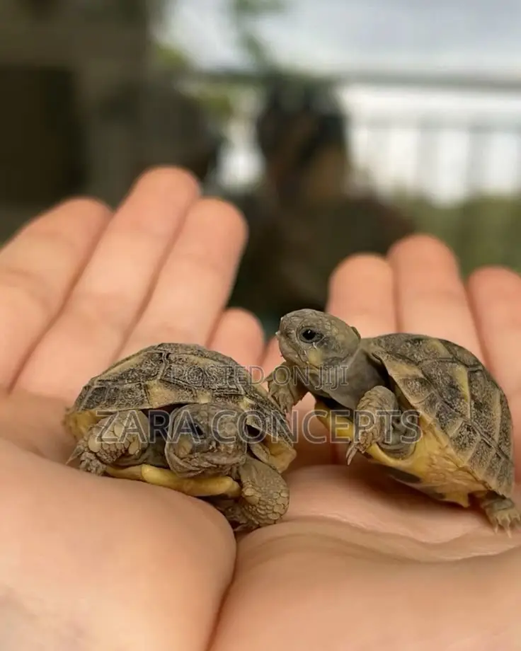 Baby Turtle