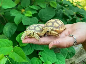 Baby Turtle