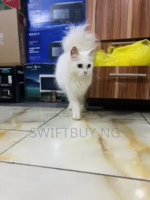 3-6 months Male Purebred Persian
