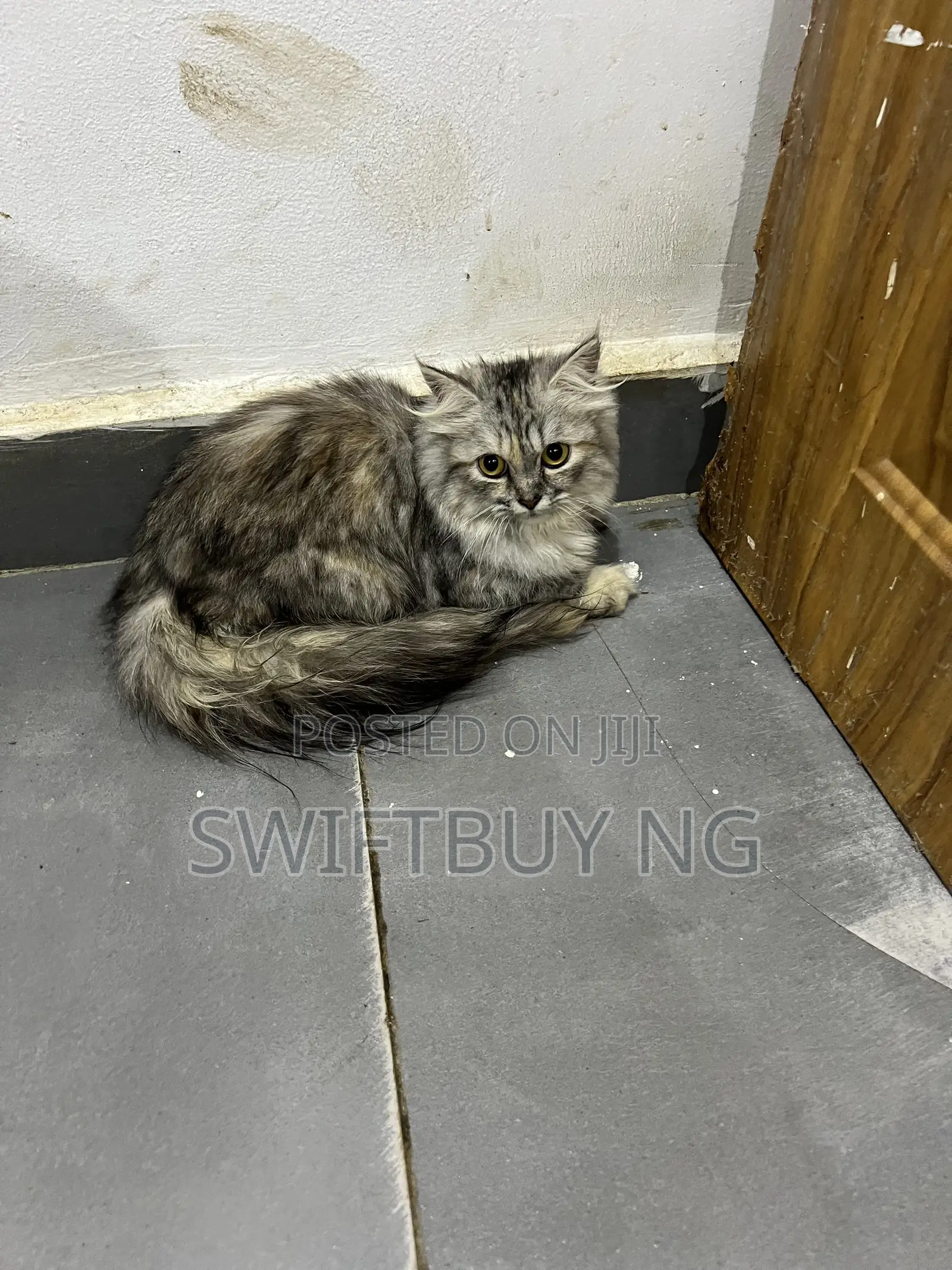 3-6 months Female Purebred Persian