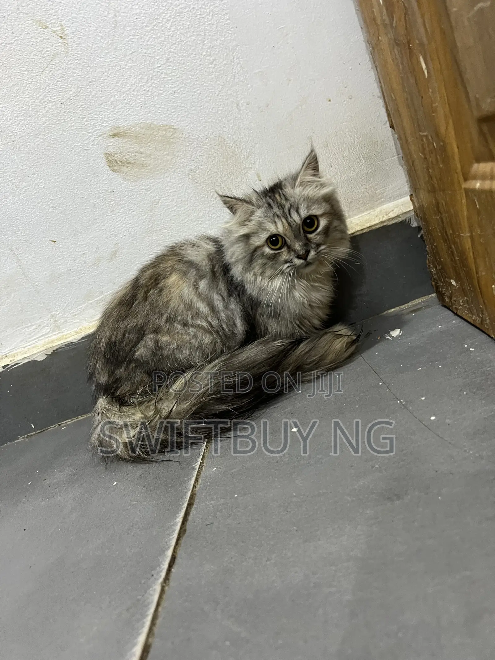 3-6 months Female Purebred Persian