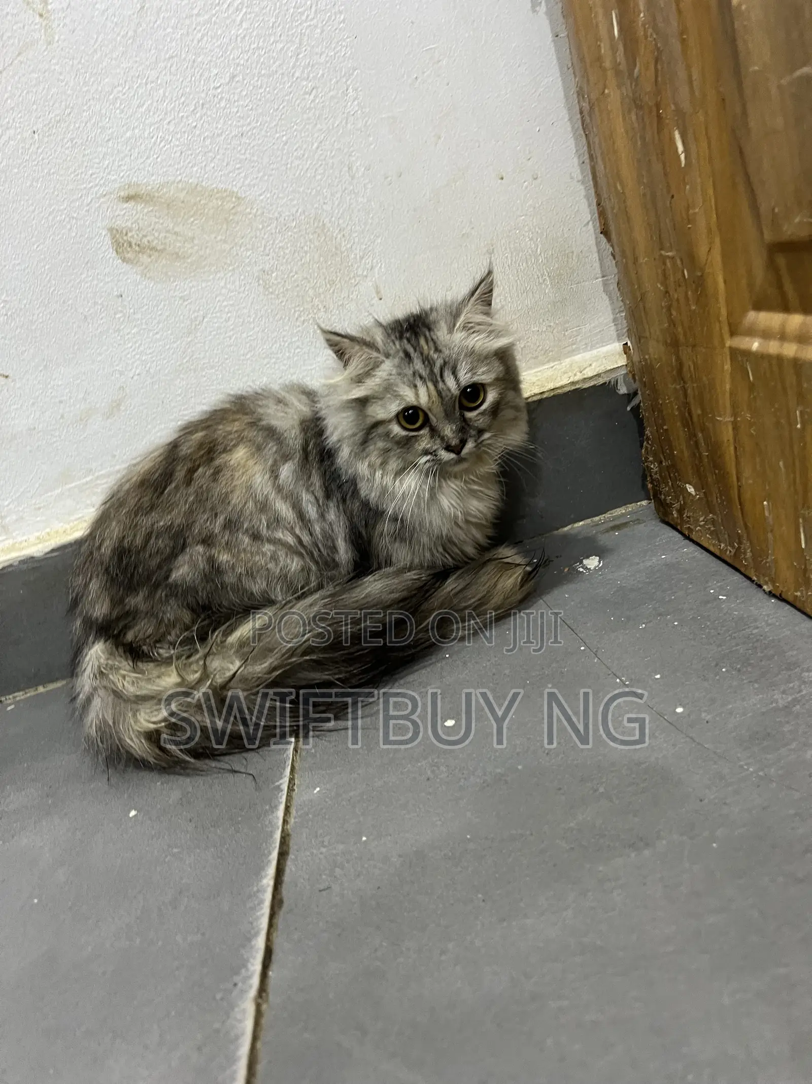 3-6 months Female Purebred Persian