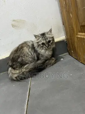 3-6 months Female Purebred Persian