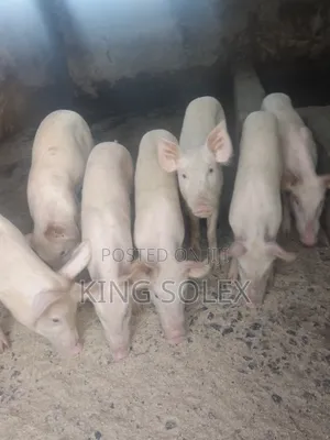 Healthy Large White Pigs for Sale