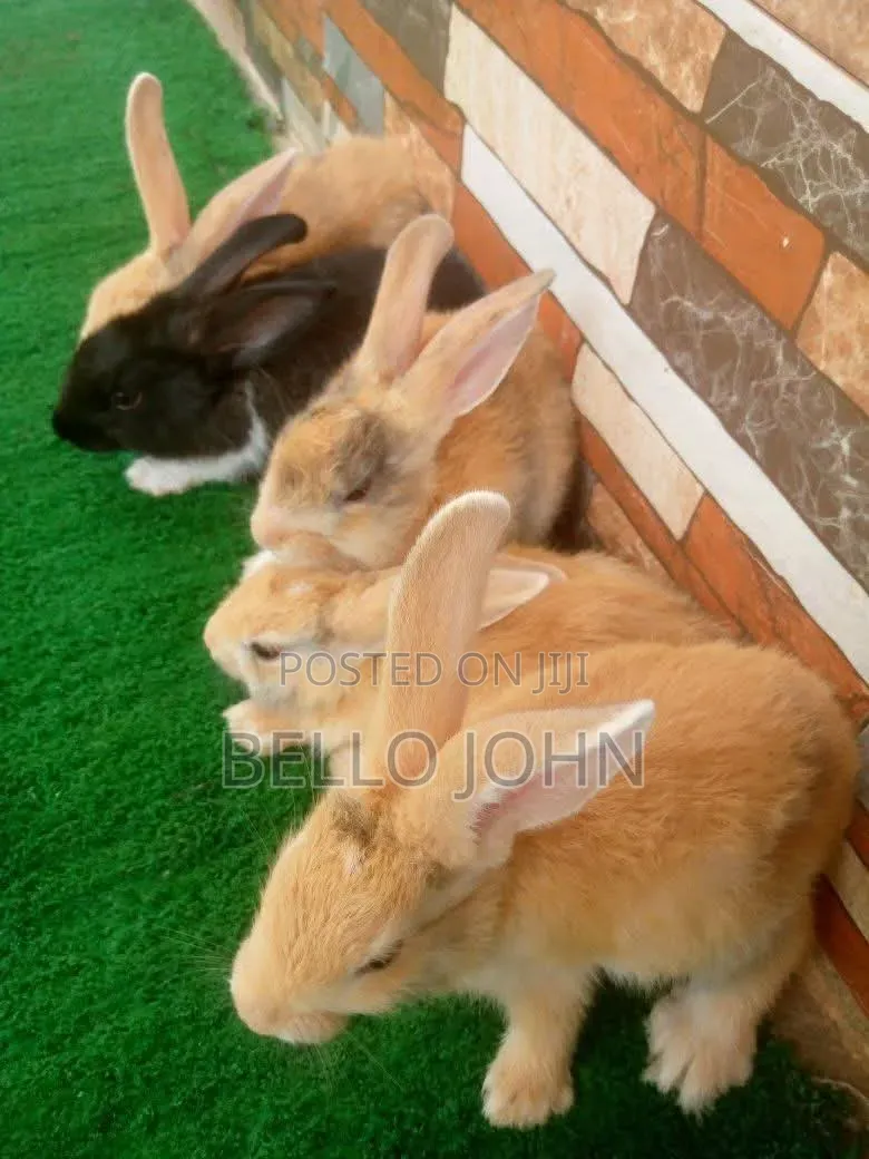 Rabbit Breed