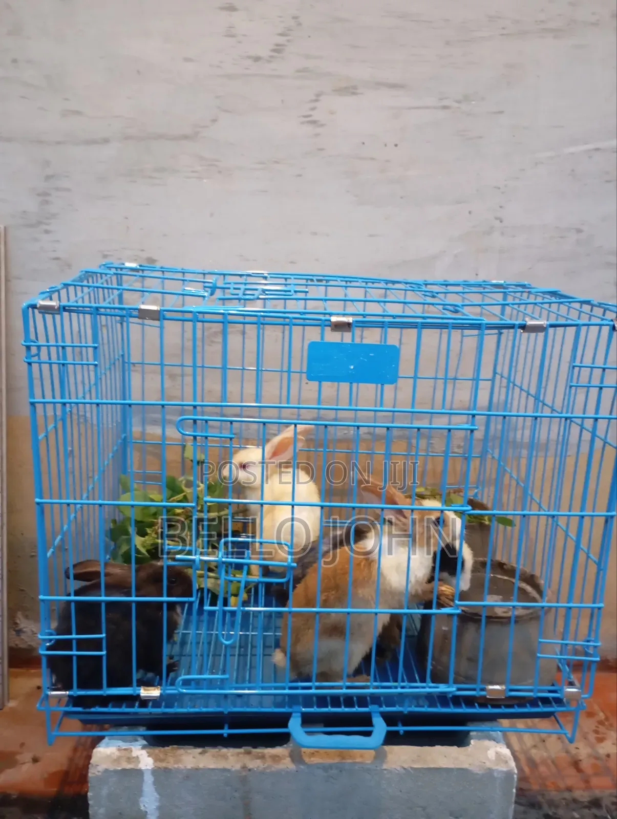 Rabbit Breed