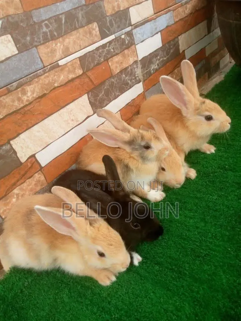 Rabbit Breed