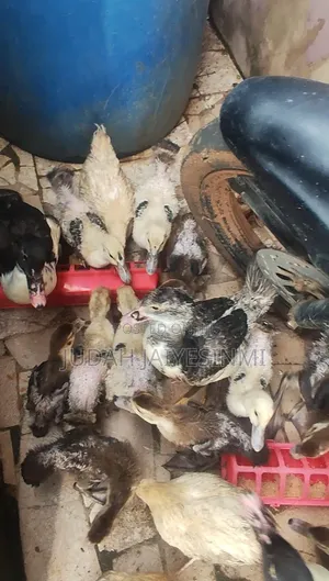 Ducks Ducklings