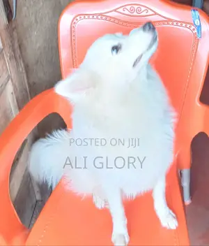 1+ year Male Purebred American Eskimo