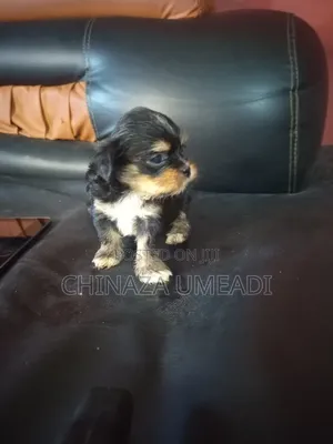 1-3 months Female Purebred Lhasa Apso