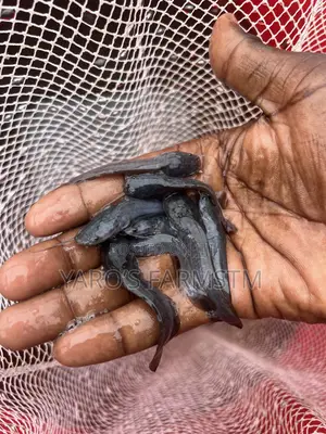 Catfish Juveniles