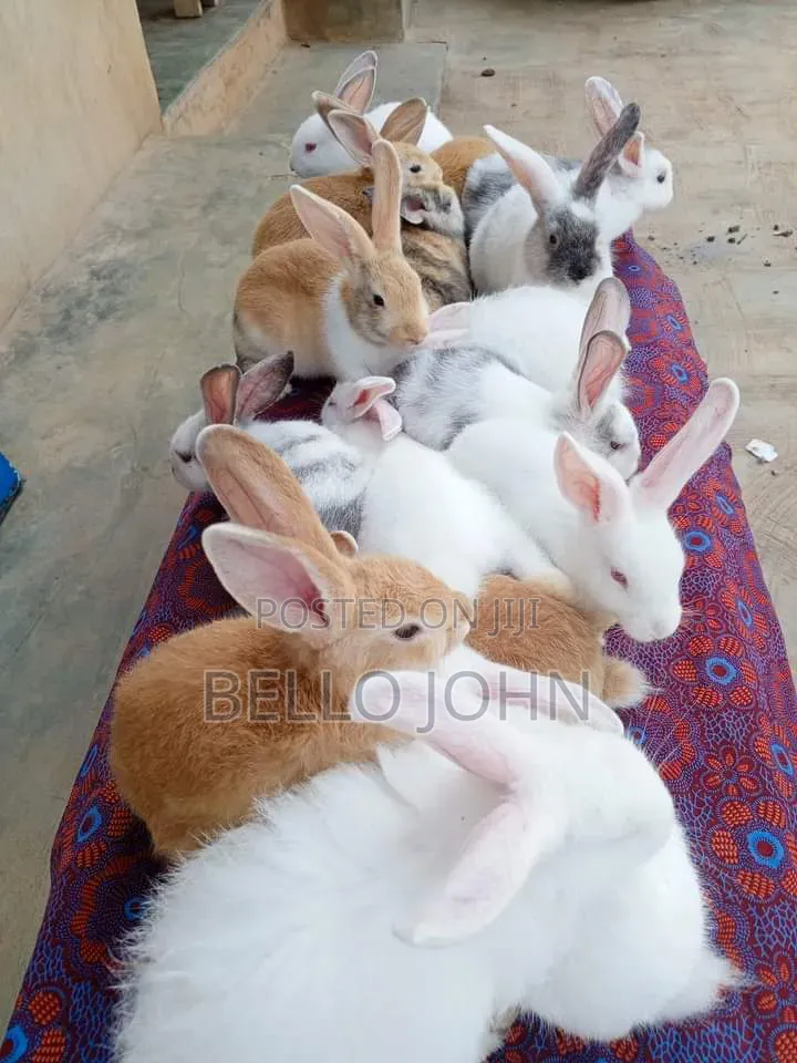 Rabbit Breed