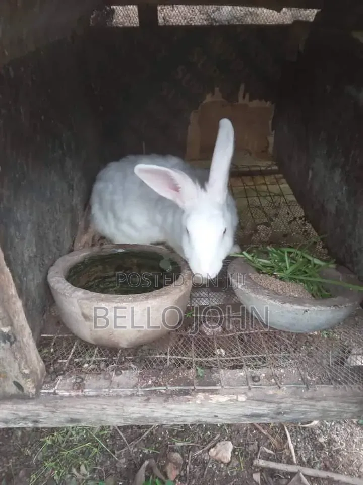 Rabbit Breed