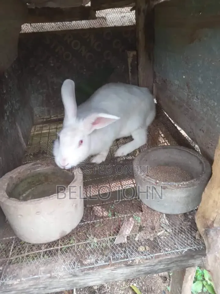 Rabbit Breed