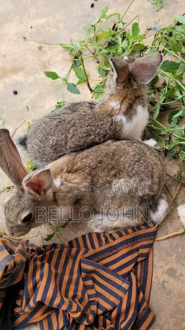 Rabbit Breed