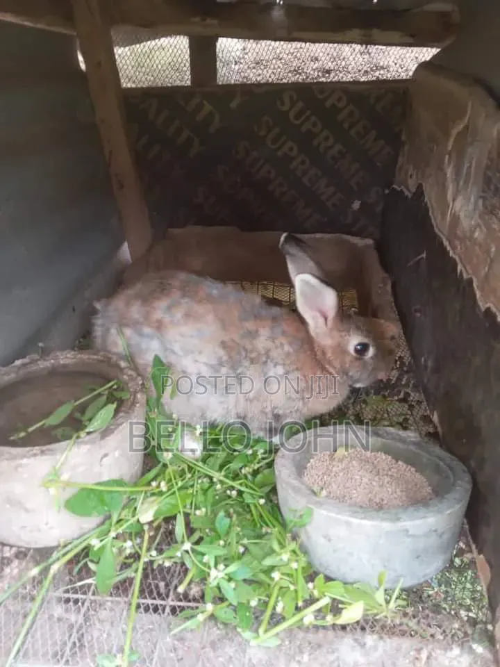 Rabbit Breed