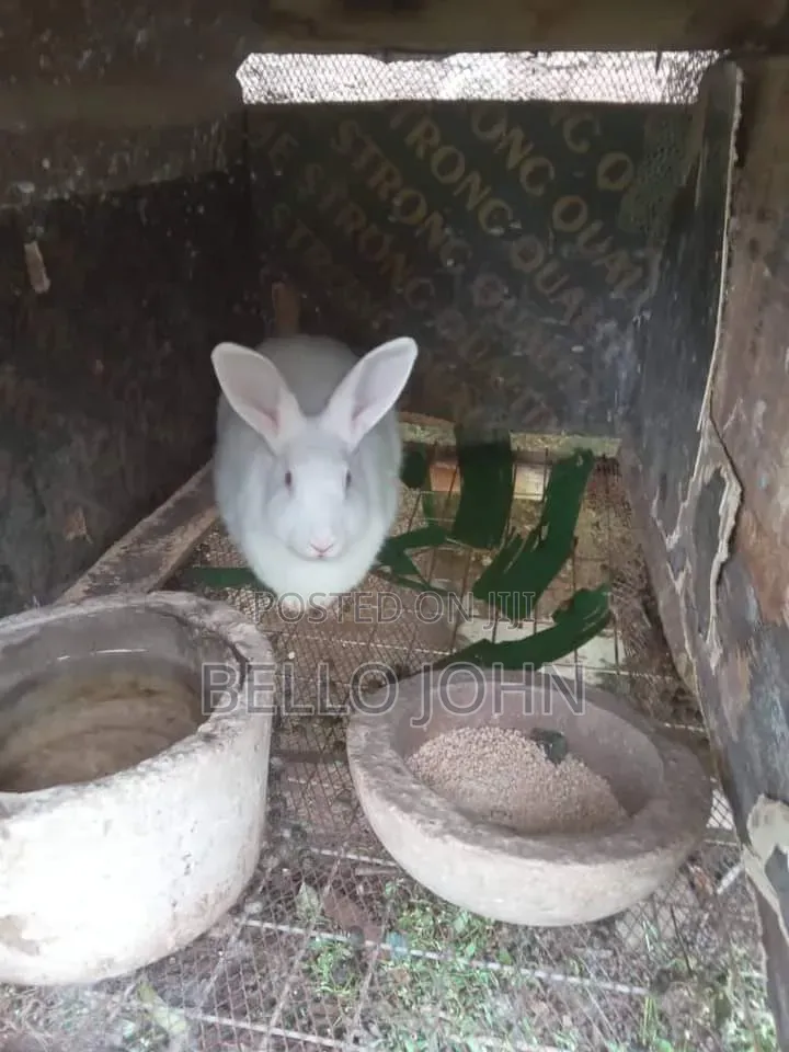 Rabbit Breed