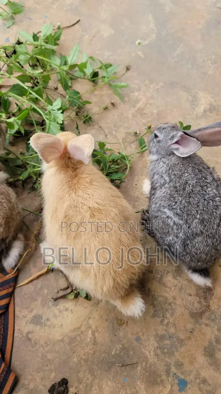 Rabbit Breed