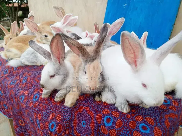 Rabbit Breed