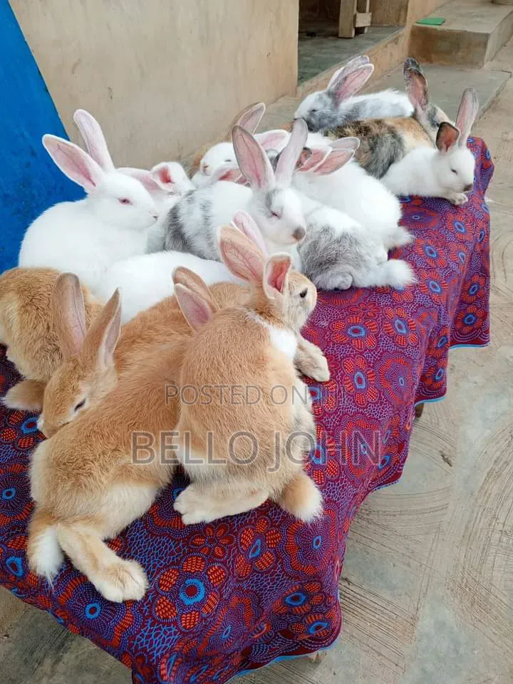 Rabbit Breed