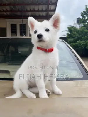 3-6 months Female Purebred American Eskimo