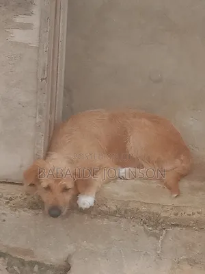 1+ year Female Purebred Golden Retriever
