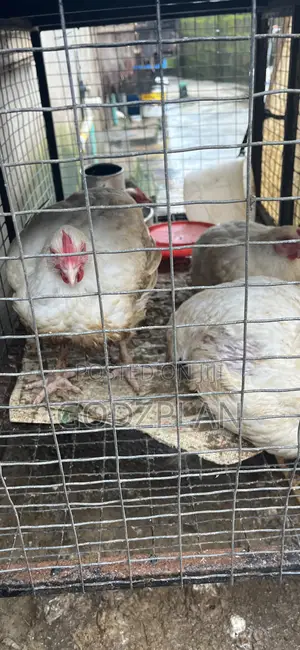 Broilers Chicken for Sale