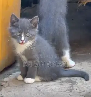 1-3 months Male Mixed Breed British Shorthair