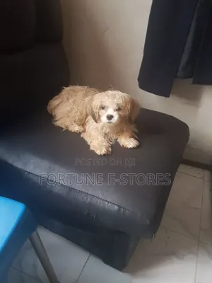3-6 months Male Purebred Lhasa Apso
