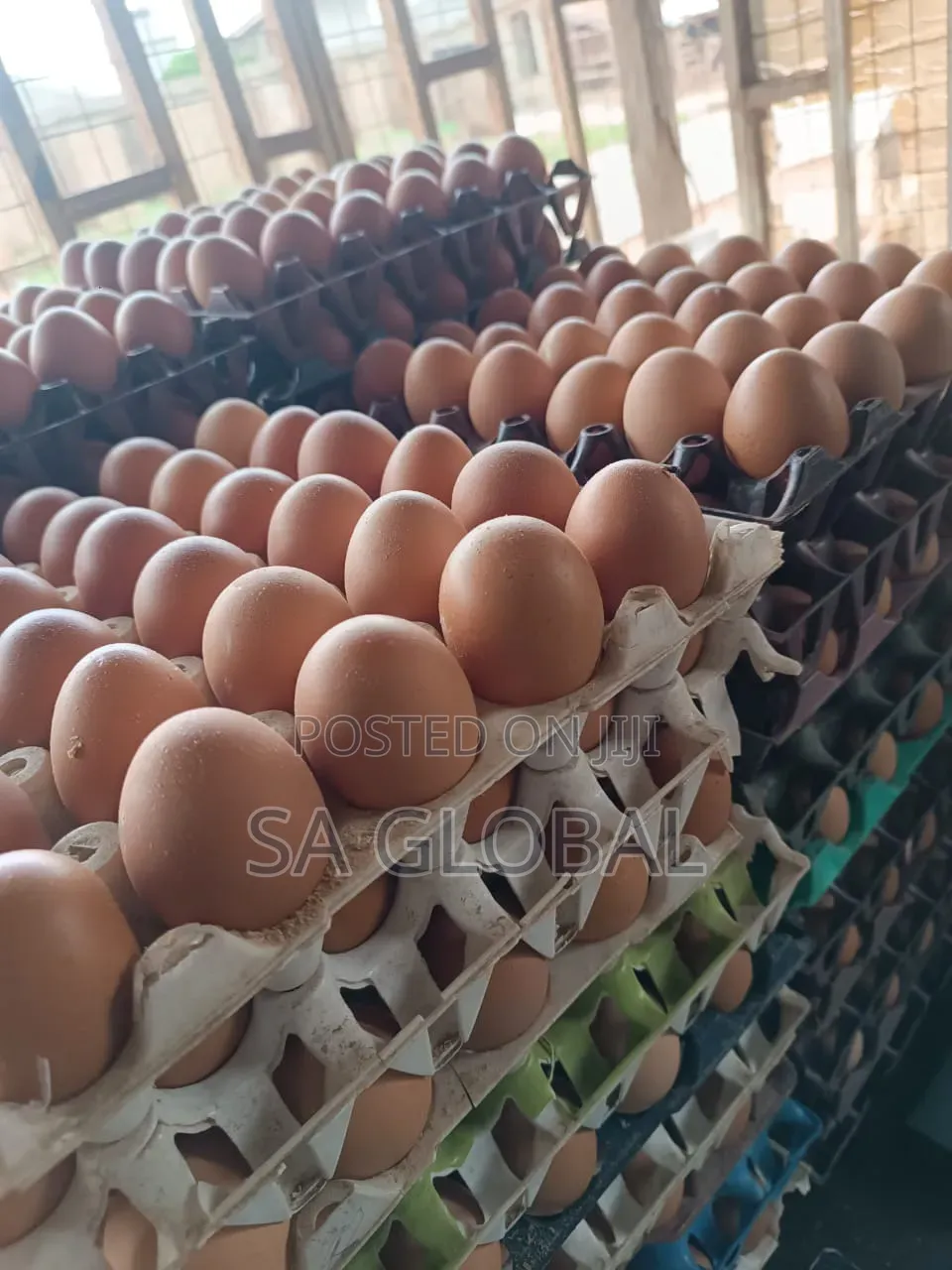 Fresh Eggs