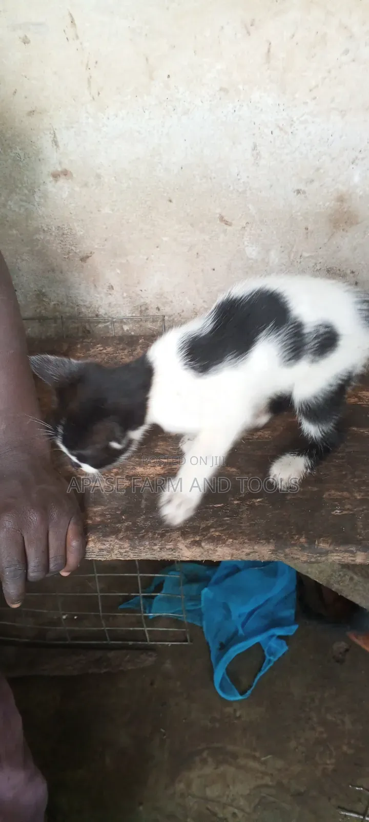 1-3 months Female Mixed Breed Cat