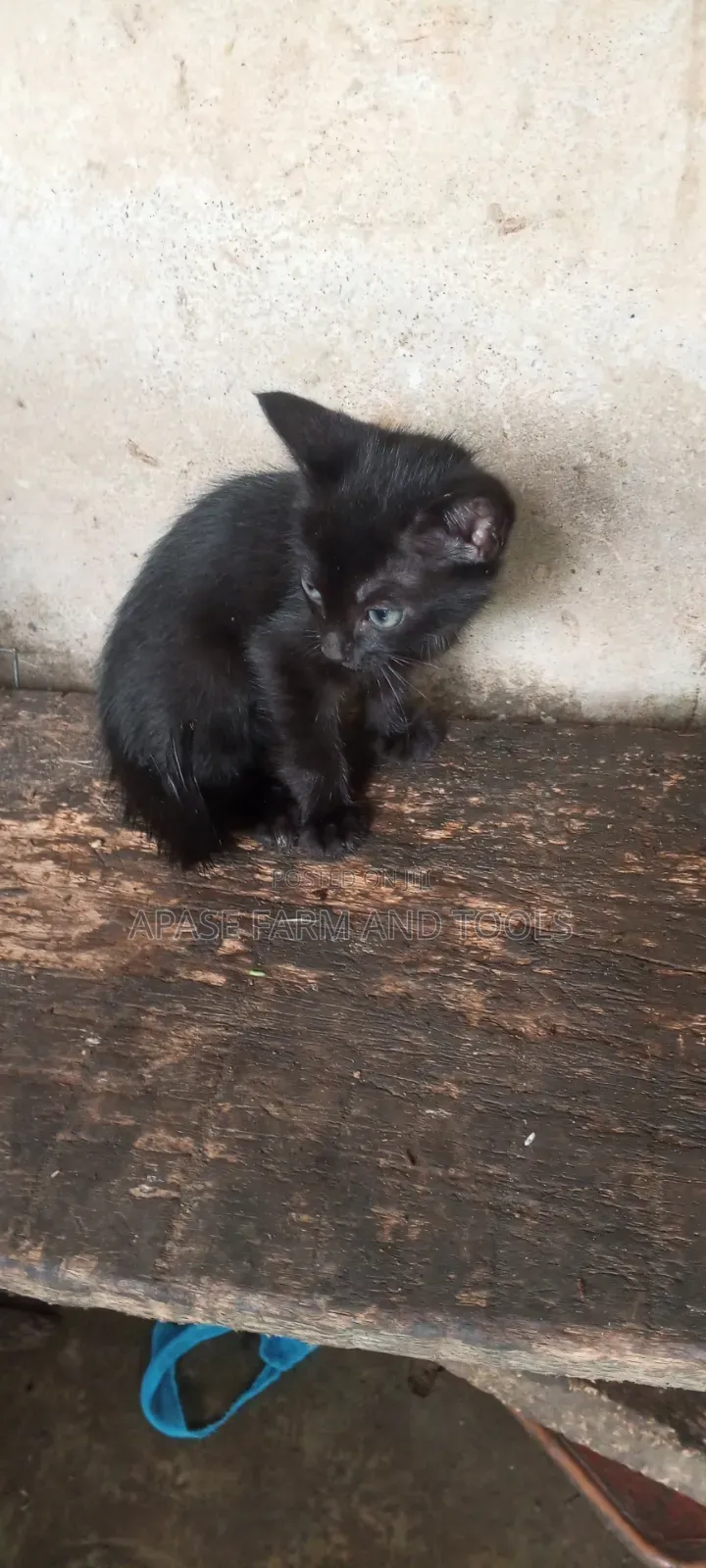 1-3 months Female Mixed Breed Cat