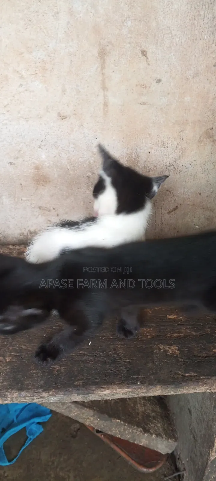 1-3 months Female Mixed Breed Cat