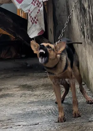 1+ year Female Purebred German Shepherd