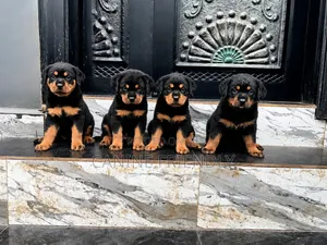 1-3 months Female Purebred Rottweiler