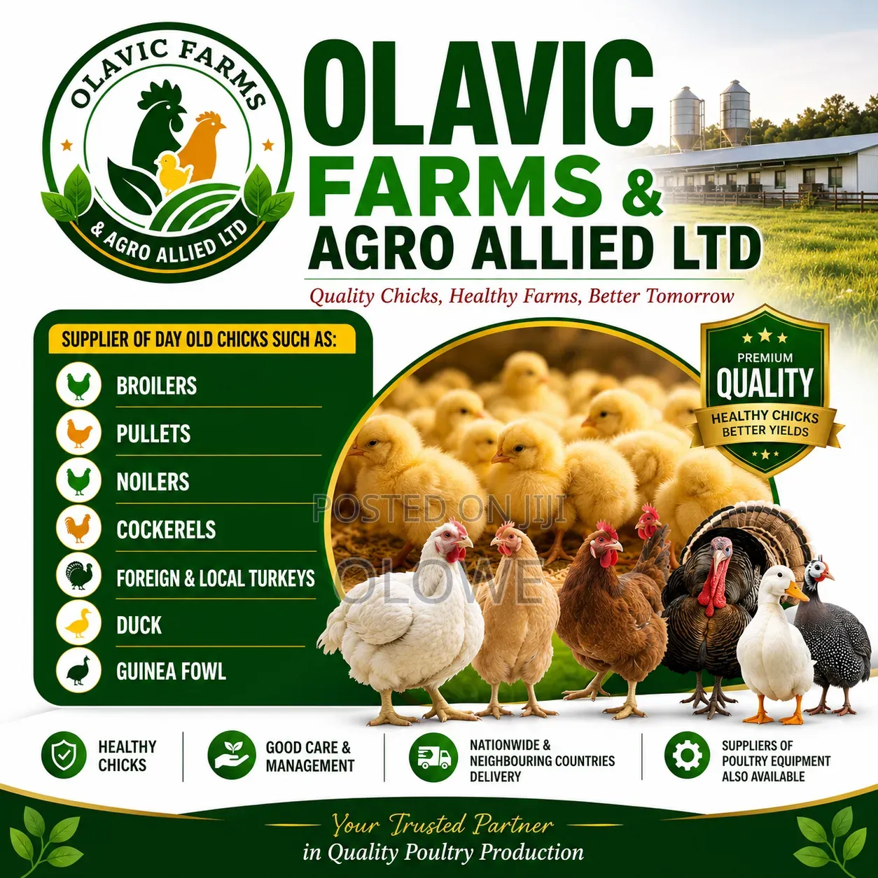 Day Old Chicks Supplies