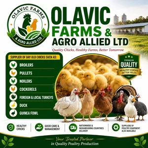 Day Old Chicks Supplies
